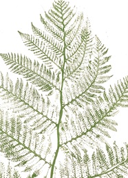 Line Leaf Visit Chatswood